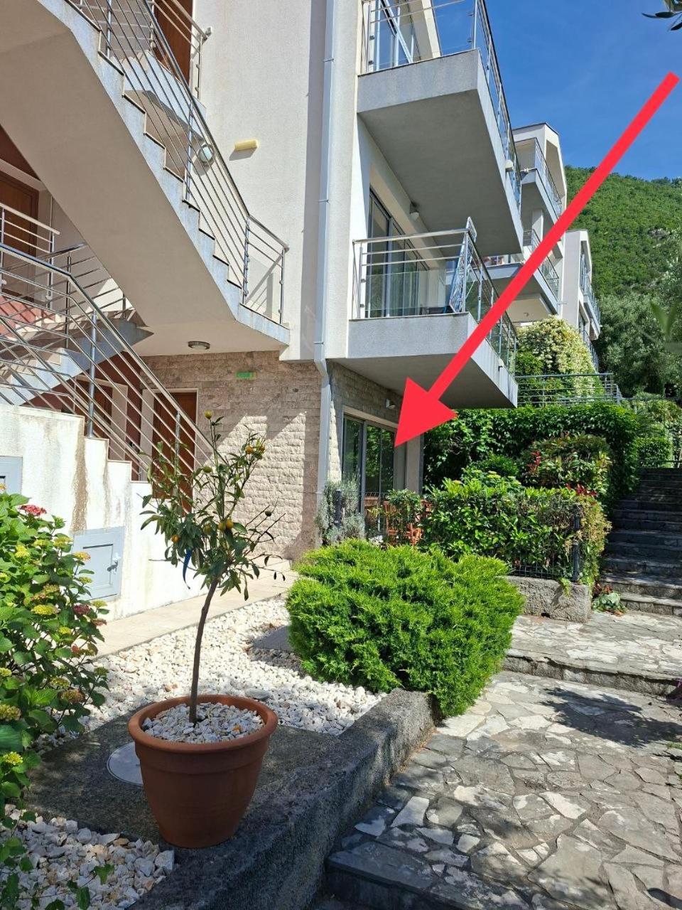 Acacia Hill Olive Tree Herceg Novi