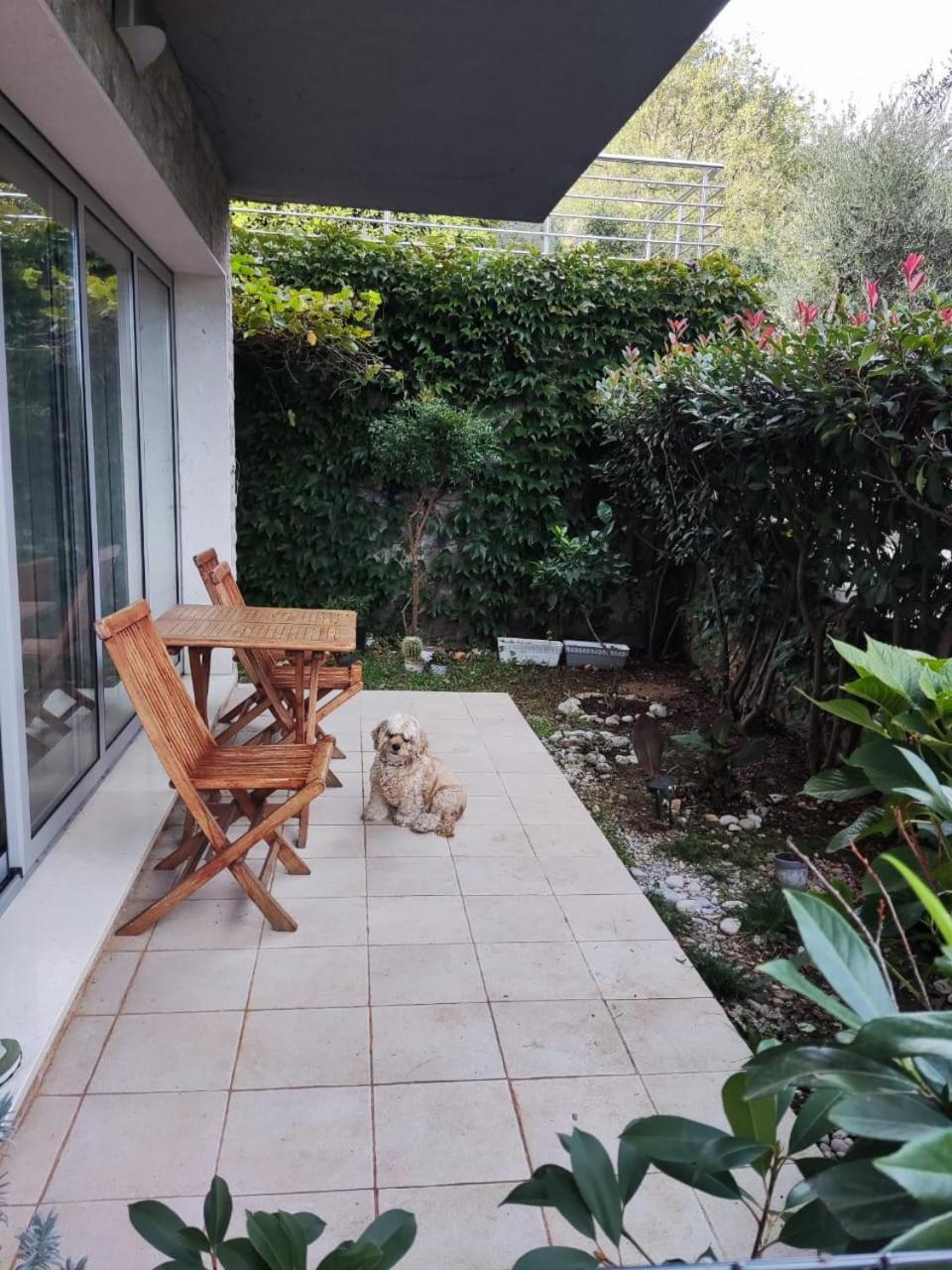 Acacia Hill Olive Tree - Pool Under Renovation * Herceg Novi