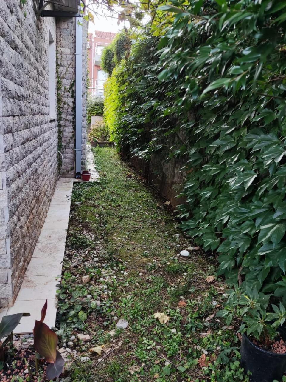 Acacia Hill Olive Tree - Pool Under Renovation